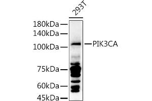 Western blot analysis of extracts of 293T cells, using PIK3CA antibody (ABIN6134411, ABIN6145635, ABIN6145637 and ABIN6216129) at 1:1000 dilution.