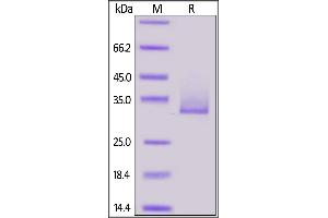 SDS-PAGE (SDS) image for Angiopoietin-Like 3 (ANGPTL3) (AA 17-220) (Active) protein (His tag,AVI tag,Biotin) (ABIN6972943)