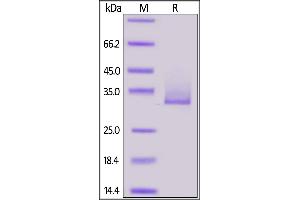 Biotinylated Human Angiopoie 3, His,Avitag on  under reducing (R) condition. (ANGPTL3 Protein (AA 17-220) (His tag,AVI tag,Biotin))