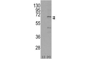 Western blot analysis of NUR77 antibody and 293 cell lysate either nontransfected (Lane 1) or transiently transfected with the NR4A1 gene (2). (NR4A1 antibody  (AA 329-358))