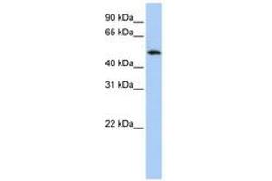 Image no. 1 for anti-Family with Sequence Similarity 175, Member B (FAM175B) (C-Term) antibody (ABIN6741322) (FAM175B antibody  (C-Term))