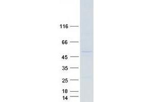 EIF3E Protein (Myc-DYKDDDDK Tag)