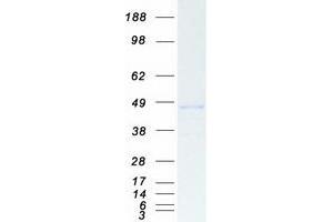 Validation with Western Blot (CTBP1 Protein (Transcript Variant 1) (Myc-DYKDDDDK Tag))