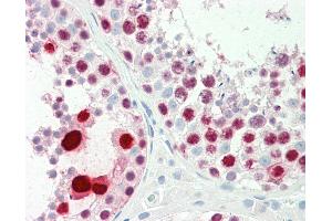 Anti-LFNG / Lunatic Fringe antibody IHC staining of human testis. (LFNG antibody  (AA 74-123))