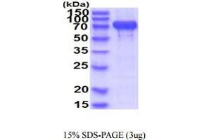 SDS-PAGE (SDS) image for Cadherin 2 (CDH2) (AA 160-724) protein (His tag) (ABIN5854951)