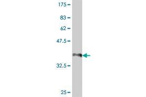 Western Blot detection against Immunogen (38. (RFC1 antibody  (AA 1-110))