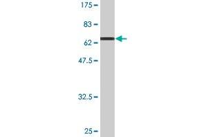 Western Blot detection against Immunogen (73. (AHCY antibody  (AA 1-432))