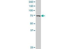 PHTF1 antibody  (AA 248-347)