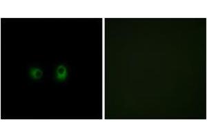 Immunofluorescence analysis of COS7 cells, using OR2AK2 Antibody. (OR2AK2 antibody  (AA 241-290))