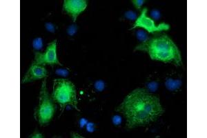 Immunofluorescence (IF) image for anti-Beclin 1, Autophagy Related (BECN1) antibody (ABIN1496869) (Beclin 1 antibody)