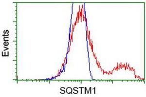 Image no. 3 for anti-Sequestosome 1 (SQSTM1) antibody (ABIN1499987) (SQSTM1 antibody)