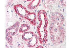 Anti-PLS3 / T Plastin antibody IHC of human kidney. (Plastin 3 antibody  (AA 503-552))