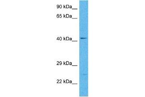 Host:  Rabbit  Target Name:  SLC14A1  Sample Tissue:  Human Hela Whole Cell  Antibody Dilution:  1ug/ml (SLC14A1 antibody  (C-Term))