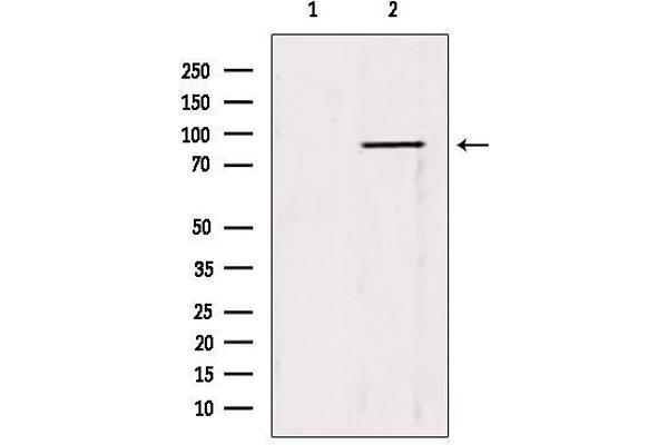 TRIM9 antibody  (N-Term)