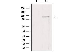 Western blot analysis of extracts from 3T3, using TRIM9 antibody.