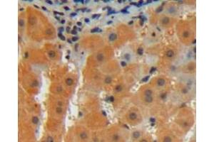 Used in DAB staining on fromalin fixed paraffin- embedded liver tissue (CDNF antibody  (AA 33-187))