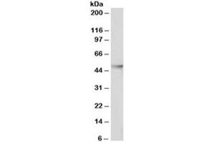 Western blot testing of Jurkat nuclear lysate with HDAC3 antibody at 0. (HDAC3 antibody)