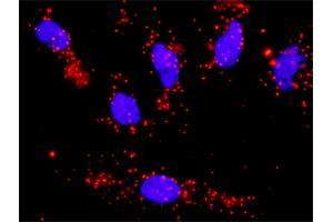 Proximity Ligation Analysis of protein-protein interactions between PTK2 and CCNA1. (Cyclin A1 antibody  (AA 1-464))