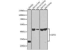 Western blot analysis of extracts of various cell lines, using SIRT3 antibody. (SIRT3 antibody  (C-Term))