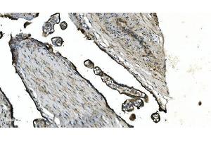IHC analysis of GNG4 using anti-GNG4 antibody (ABIN7599461). (GNG4 antibody  (AA 1-52))