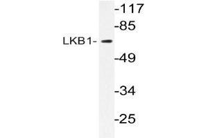 Western blot (WB) analyzes of LKB1 antibody in extracts from CV-1cells. (LKB1 antibody)