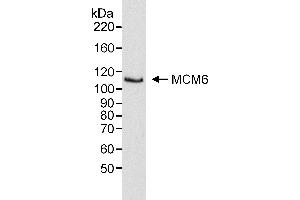 Western Blotting (WB) image for anti-Minichromosome Maintenance Complex Component 6 (MCM6) (C-Term) antibody (ABIN7453531) (MCM6 antibody  (C-Term))