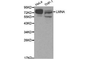 Western blot analysis of extracts of various cell lines, using LMNA antibody. (Lamin A/C antibody  (AA 403-572))