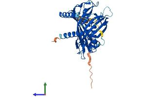 AlphaFold protein structure predicition of Mouse Recombinant Acot7 Protein, UniprotID Q91V12 (ACOT7 Protein (AA 1-381) (His tag))
