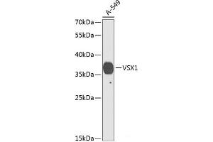 Western blot analysis of extracts of A-549 cells using VSX1 Polyclonal Antibody at dilution of 1:1000. (VSX1 antibody)