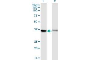 Western Blot analysis of GPR84 expression in transfected 293T cell line by GPR84 monoclonal antibody (M03), clone 1D9. (GPR84 antibody  (AA 208-316))