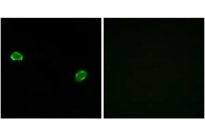 Immunofluorescence analysis of MCF7 cells, using OR5M3 Antibody. (OR5M3 antibody  (AA 53-102))