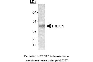 Image no. 1 for anti-Potassium Channel, Subfamily K, Member 2 (KCNK2) (AA 1-100), (N-Term) antibody (ABIN363566) (KCNK2 antibody  (N-Term))
