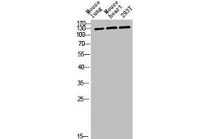 CEP135 antibody  (C-Term)