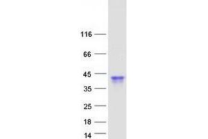 Validation with Western Blot (OBP2B Protein (Myc-DYKDDDDK Tag))