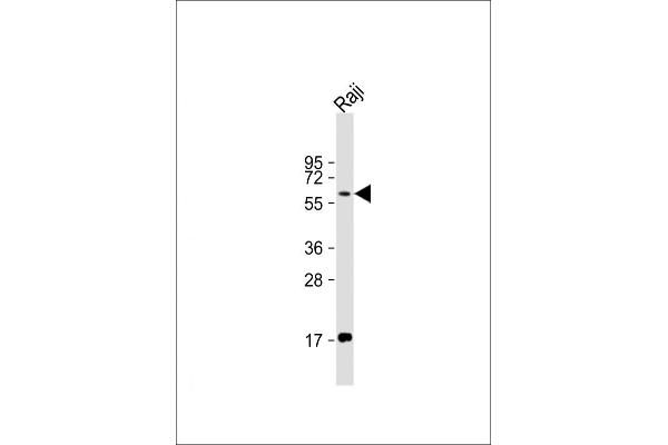 RIPK2 antibody  (C-Term)