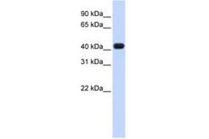 Image no. 1 for anti-RNA terminal Phosphate Cyclase Domain 1 (RTCD1) (AA 36-85) antibody (ABIN6740673) (RTCD1 antibody  (AA 36-85))
