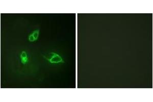 Immunofluorescence (IF) image for anti-Chemokine (C-X-C Motif) Receptor 2 (CXCR2) (AA 311-360) antibody (ABIN2888886) (CXCR2 antibody  (AA 311-360))