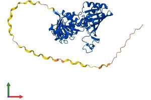 AlphaFold protein structure predicition of Human Recombinant GAPDHS Protein, UniprotID O14556 (GAPDHS Protein (AA 1-408) (His tag))