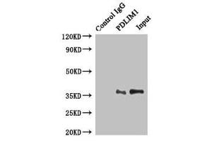 Western Blotting (WB) image for anti-PDZ and LIM Domain 1 (PDLIM1) (AA 1-329) antibody (ABIN7162721)