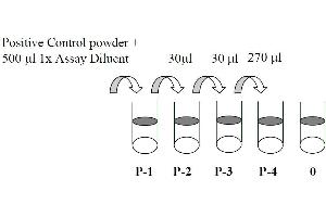 Image no. 4 for Mitogen-Activated Protein Kinase Kinase 1 (MAP2K1) ELISA Kit (ABIN1981725)