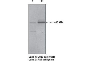 Image no. 1 for anti-Platelet-Activating Factor Receptor (PTAFR) antibody (ABIN2451687) (PTAFR antibody)