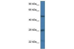 Western Blot showing Gfap antibody used at a concentration of 1. (GFAP antibody  (N-Term))