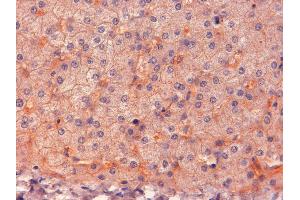 ABIN185487 (2µg/ml) staining of paraffin embedded Human Liver. (ENPP1 antibody  (C-Term))