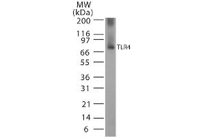 Western blot analysis of Human, Mouse Cell line lysates showing detection of TLR4 protein using Rabbit Anti-TLR4 Polyclonal Antibody . (TLR4 antibody  (AA 420-435) (PerCP))