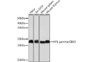Western blot analysis of extracts of various cell lines, using HP1 gamma/CBX3 Rabbit mAb (ABIN1679484, ABIN3018775, ABIN3018776 and ABIN7101659) at 1:1000 dilution. (CBX3 antibody)