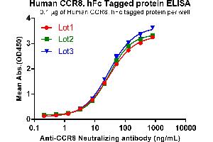 Chemokine (C-C Motif) Receptor 8 (CCR8) (AA 1-35) protein (Fc Tag)
