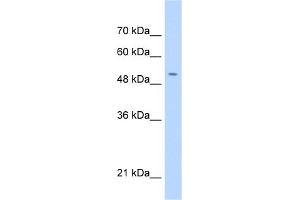 WB Suggested Anti-C11orf24 Antibody Titration:  0.