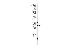Western blot analysis of ST antibody (C-term) (ABIN392001 and ABIN2841786) in mouse liver tissue lysates (35 μg/lane). (MPST antibody  (C-Term))