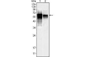 Western blot analysis using MAPK10 mouse mAb against NIH/3T3 (1) and SKN-SH (2) cell lysate. (MAPK10 antibody  (AA 28-233))