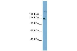 WDR35 antibody used at 1 ug/ml to detect target protein. (WDR35 antibody  (N-Term))